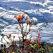 Yuanyang Terraced Fields, Kunming