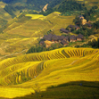 Longji Terraced Fields