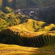 Longji Terraced Fields