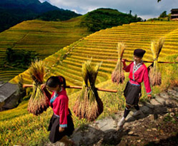 Longji Terraced Fields