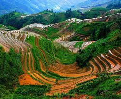 Longji Terraced Fields