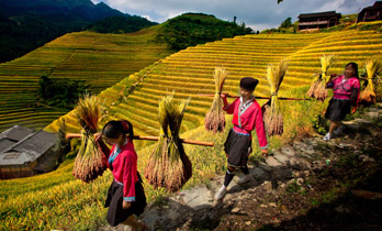 Longji Terraced Fields