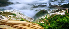 Longji Terraced Fields