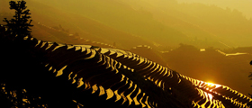 Longji Terraced Fields