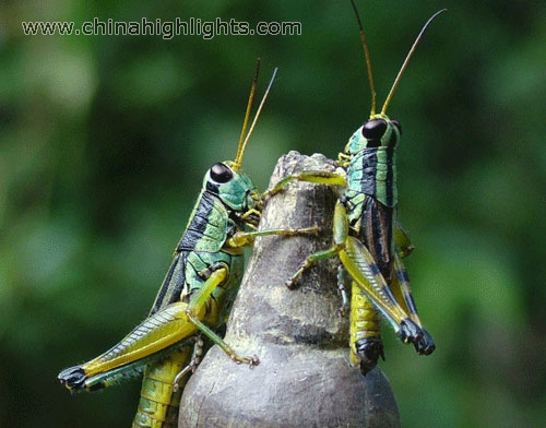 Hexapods