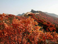 Badaling Great Wall red leaves