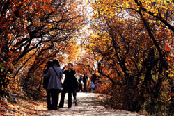 Biwang Hill red leaves