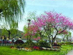 Beijing Beautiful Scenery in Spring