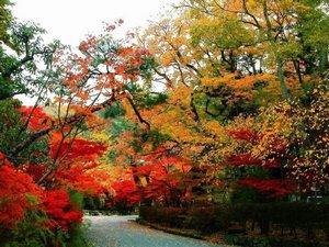 Red Leaves of Autumn Scenery in Beijing