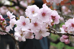 cherry blossoms