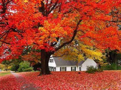 Fragrant Hill red leaves