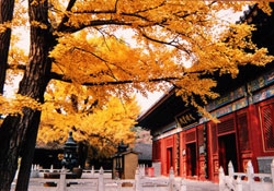 Hongluo Temple autumn colors