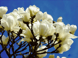 Magnolia
