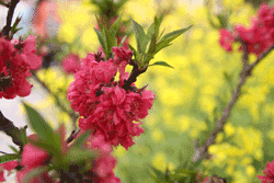 peach blossoms
