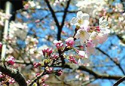 pearl flowers