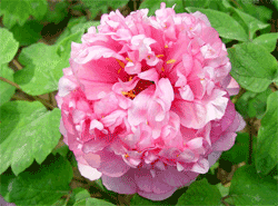 Peony
