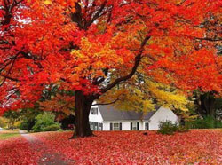 Red leaves, Fragrant Hill