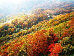 Red leaves shroud Fragrant Hill 