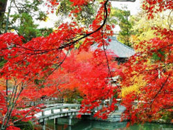 Fragtant Hill red leaves