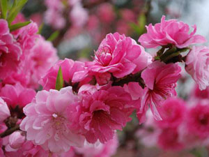 Fragrant Hill Park, Beijing