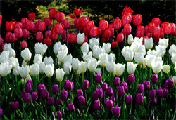 Tulips