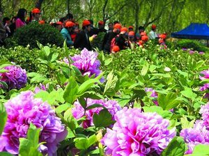 Tianpeng Peony Show