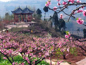 International Peach Blossom Festival