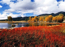 Daocheng autumn colors