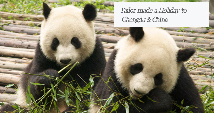 Tailor make a China panda tour