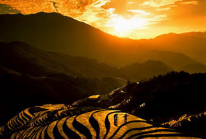 Longji Terrace Fields