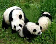 Panda, Chengdu