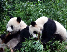 Giant Panda