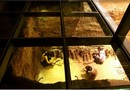 Hanyang Tomb
