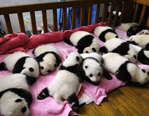 giant pandas
