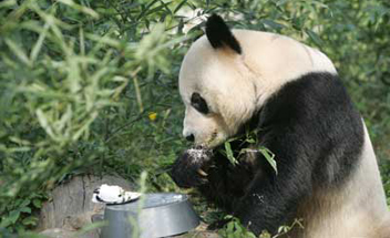 giant pandas in Beijing Zoo