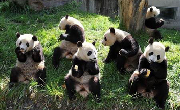 giant pandas in Chengdu Bifengxia Giant Panda Breeding Center