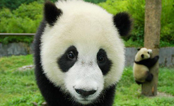 giant pandas in Chengdu Giant Panda Breeding and Research Center
