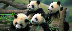 Giant Pandas, Yangtze River and Golden Triangle Combo