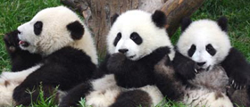 Chengdu & Bifengxia Panda Breeding Center Experience