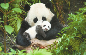 giant pandas