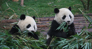giant pandas