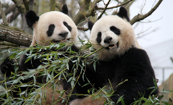 Eating Bamboo
