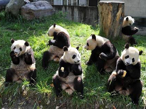 giant pandas