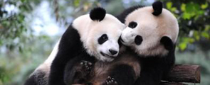 giant pandas