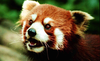 Red Panda