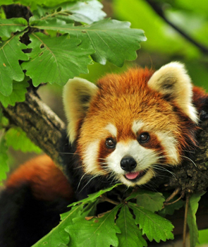 giant pandas
