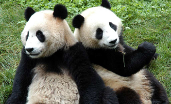 giant pandas in Taipei Zoo