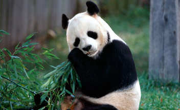 giant pandas in Beijing Zoo