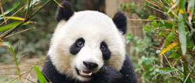 Giant Pandas, Yangtze River and Golden Triangle Combo