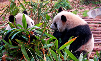Eating Bamboo